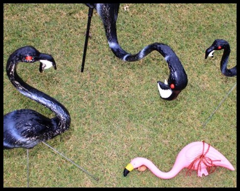 Vampire flamingos just doing their job